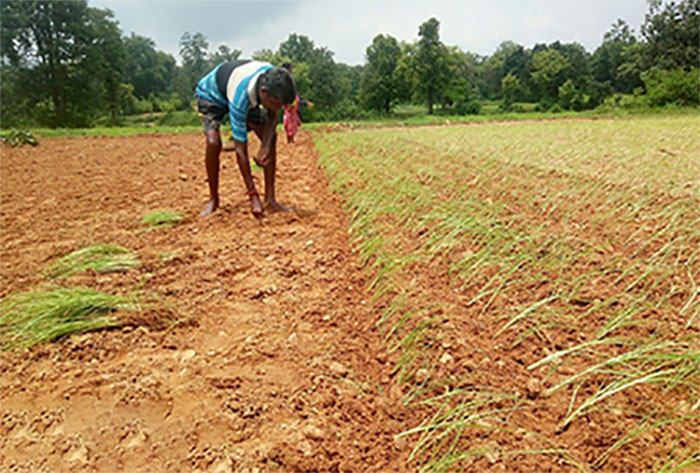 Kunti Majhi’s Success with Ragi Cultivation