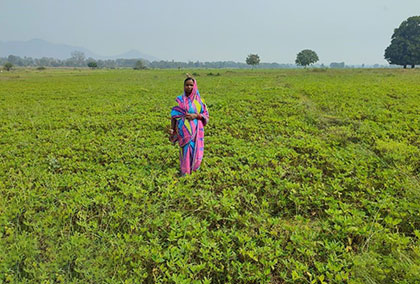 Thriving Together: A Cluster Approach to Groundnut Cultivation Success